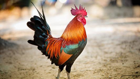 We need to talk about the rooster